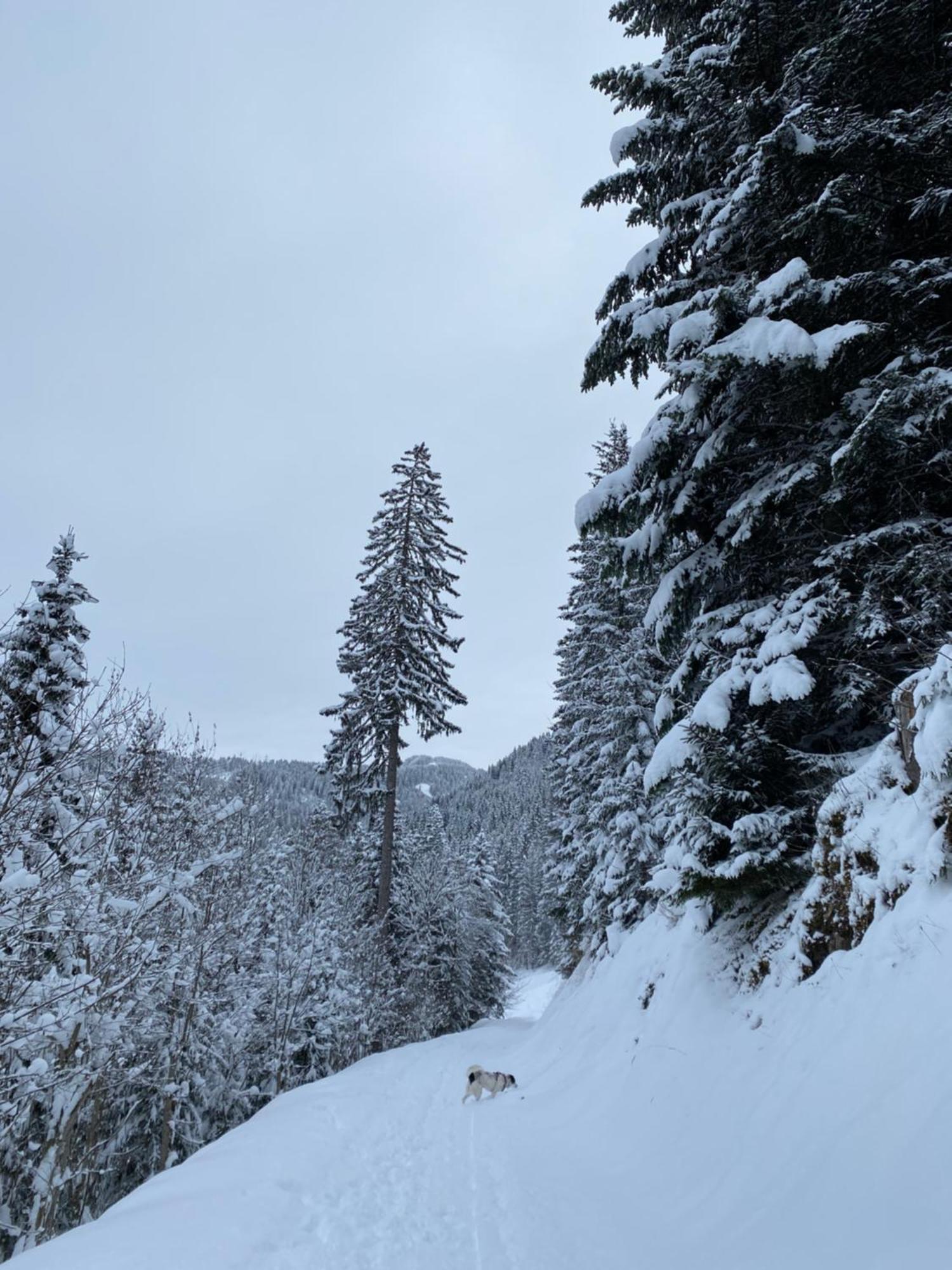 Le Roitelet Hotel Chatel Exterior photo